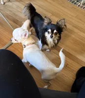Karter, a male Chihuahua for sale in Norwich, CT – 9 of 10