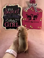 AKC CHAMPION BLOODLINES STAR, a female Chihuahua for sale in Norwich, CT – 8 of 10