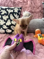 Daisy, a female Chihuahua for sale in Norwich, CT – 5 of 8
