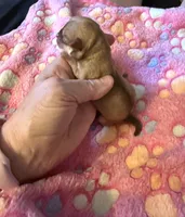 AKC Star, a female Chihuahua for sale in Norwich, CT – 8 of 9