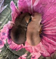 STELLA AKC CHAMPION BLOODLINES , a female Chihuahua for sale in Norwich, CT – 4 of 10