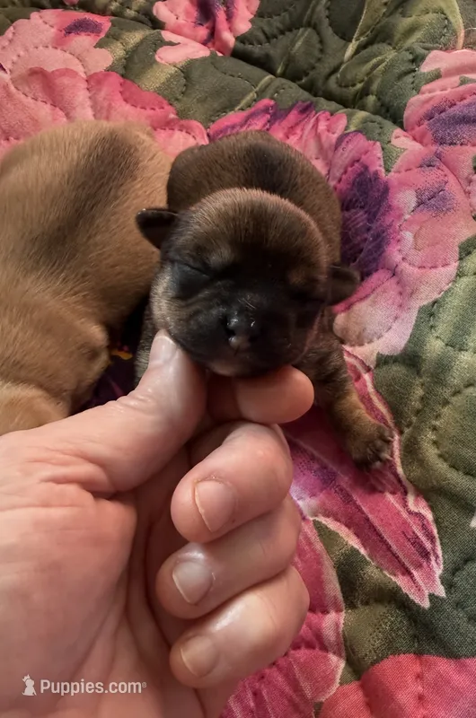 AKC Champion Bloodlines  – Chihuahua puppy for sale in Norwich, CT