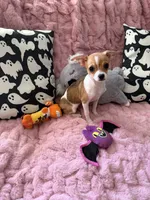 Shilo, a female Chihuahua for sale in Norwich, CT – 3 of 9