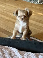 Small girl Bella , a female Chihuahua for sale in Norwich, CT – 9 of 10