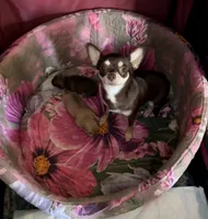 AKC CHAMPION BLOODLINES STAR, a female Chihuahua for sale in Norwich, CT – 7 of 10