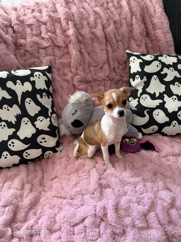 Shilo – Chihuahua puppy for sale in Norwich, CT