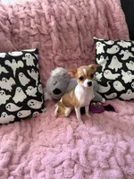 Shilo, a female Chihuahua for sale in Norwich, CT – 1 of 9