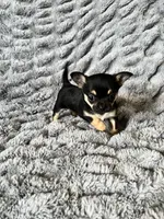 Coming , a  Chihuahua for sale in Norwich, CT – 7 of 10