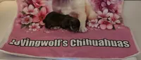 AKC Stella , a female Chihuahua for sale in Norwich, CT – 6 of 9