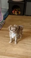 Small girl Bella , a female Chihuahua for sale in Norwich, CT – 2 of 10