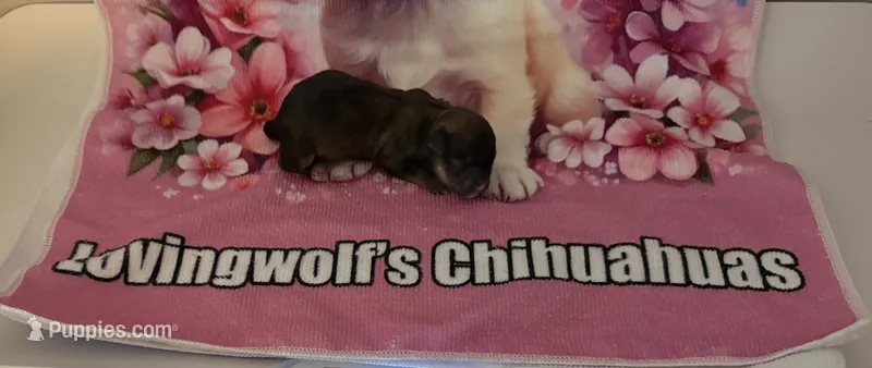 AKC CHAMPION BLOODLINES  – Chihuahua puppy for sale in Norwich, CT