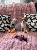 Shilo, a female Chihuahua for sale in Norwich, CT – 6 of 9