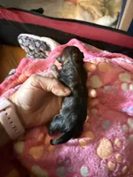 AKC Stella , a female Chihuahua for sale in Norwich, CT – 3 of 9