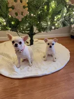AKC Coming soon, a  Chihuahua for sale in Norwich, CT – 6 of 10