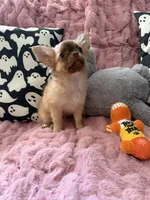 Daisy, a female Chihuahua for sale in Norwich, CT – 6 of 8