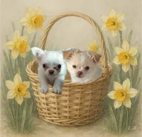 Lacey, a female Chihuahua for sale in Norwich, CT – Photo 7 of 8