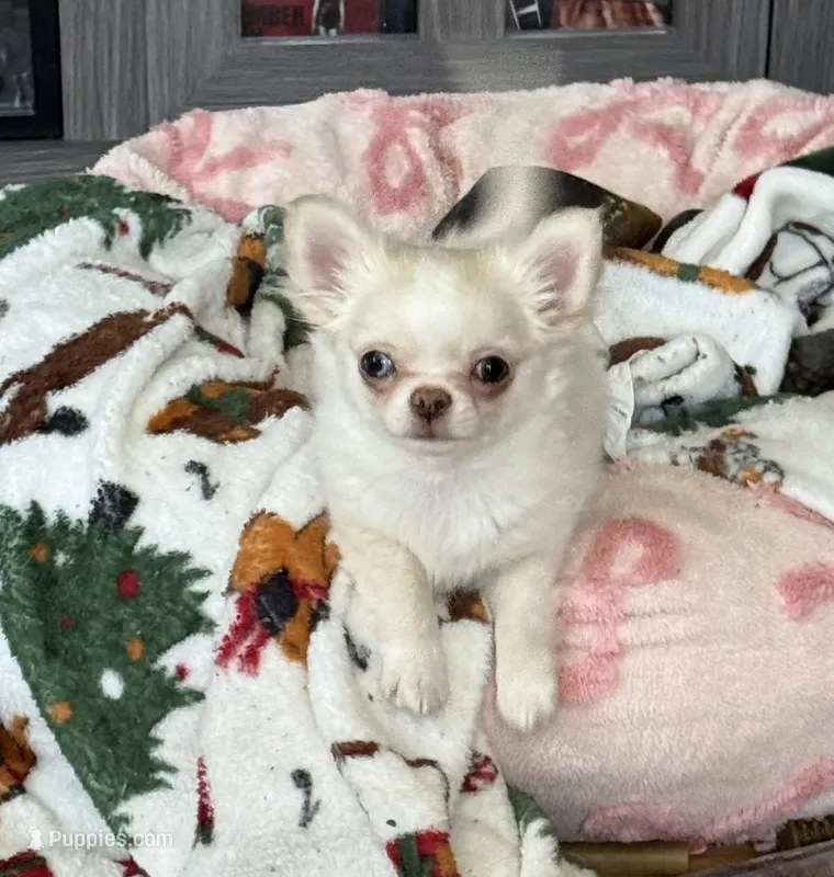 Lacey – Chihuahua puppy for sale in Norwich, CT