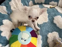 Lacey, a female Chihuahua for sale in Norwich, CT – Photo 4 of 8