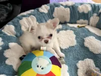 Lacey, a female Chihuahua for sale in Norwich, CT – Photo 5 of 8