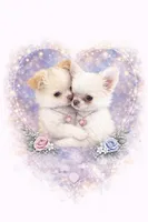 Lacey, a female Chihuahua for sale in Norwich, CT – Photo 8 of 8