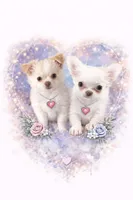 Lacey, a female Chihuahua for sale in Norwich, CT – Photo 6 of 8