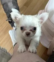 Lacey, a female Chihuahua for sale in Norwich, CT – Photo 2 of 8