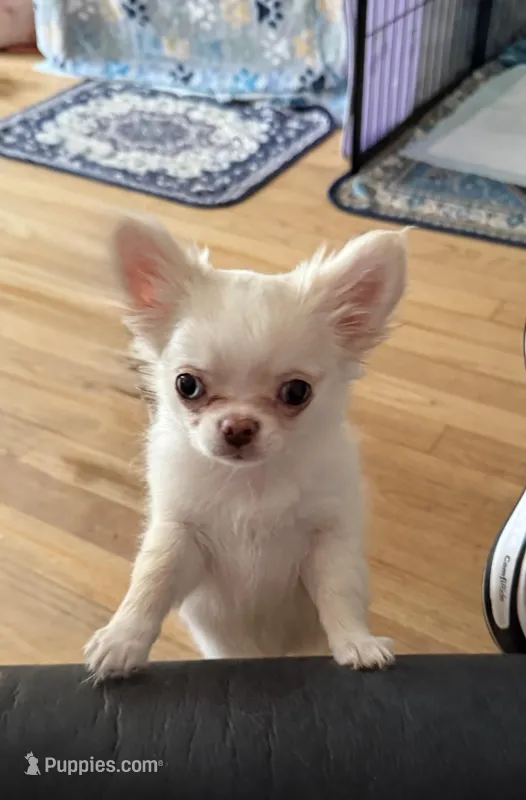  Lacey  – Chihuahua puppy for sale in Norwich, CT