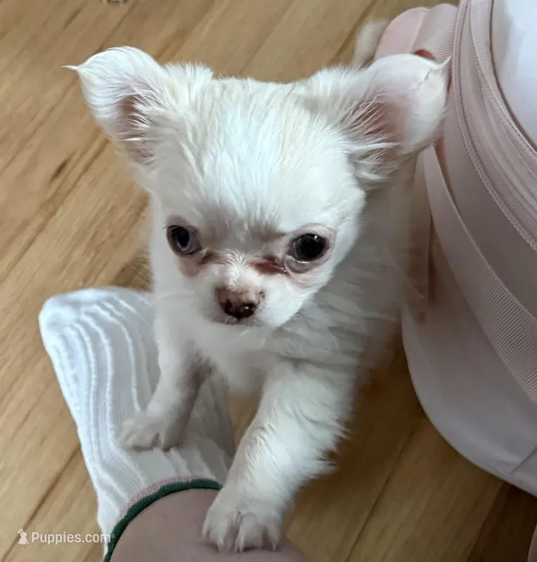 Lacey – Chihuahua puppy for sale in Norwich, CT