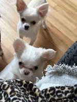 Lacey, a female Chihuahua for sale in Norwich, CT – Photo 3 of 8