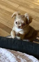 Small girl Bella , a female Chihuahua for sale in Norwich, CT – 5 of 10