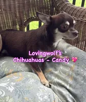 AKC CHAMPION BLOODLINES COMING SOON, a  Chihuahua for sale in Norwich, CT – 7 of 8