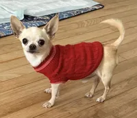 AKC Coming soon, a  Chihuahua for sale in Norwich, CT – 10 of 10