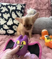 Daisy, a female Chihuahua for sale in Norwich, CT – 8 of 8