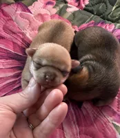 AKC CHAMPION BLOODLINES STAR, a female Chihuahua for sale in Norwich, CT – 6 of 10