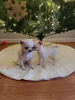 AKC Coming soon, a  Chihuahua for sale in Norwich, CT – 8 of 10