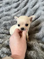 Coming , a  Chihuahua for sale in Norwich, CT – 3 of 10
