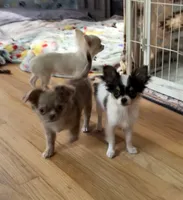 long coat merle , a female Chihuahua for sale in Norwich, CT – 6 of 9