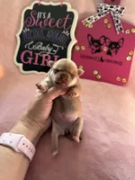 AKC CHAMPION BLOODLINES STAR, a female Chihuahua for sale in Norwich, CT – 9 of 10