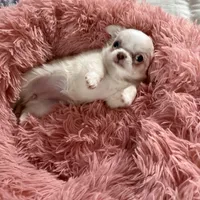 Lacey, a female Chihuahua for sale in Norwich, CT – Photo 7 of 8