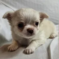 Lacey, a female Chihuahua for sale in Norwich, CT – Photo 1 of 8