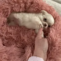 Lacey, a female Chihuahua for sale in Norwich, CT – Photo 3 of 8