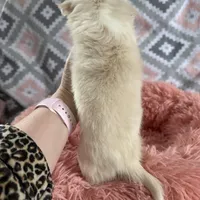 Lacey, a female Chihuahua for sale in Norwich, CT – Photo 8 of 8