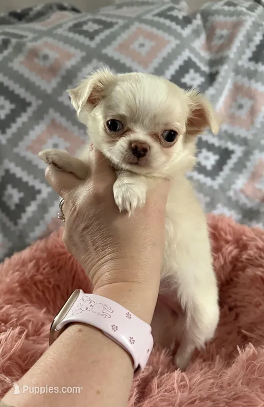 Lacey – Chihuahua puppy for sale in Norwich, CT