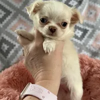 Lacey, a female Chihuahua for sale in Norwich, CT – Photo 4 of 8