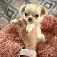 Lacey, a female Chihuahua for sale in Norwich, CT – Photo 2 of 8