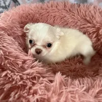 Lacey, a female Chihuahua for sale in Norwich, CT – Photo 6 of 8