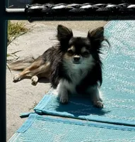 AKC Champion Bloodlines Coming, a  Chihuahua for sale in Norwich, CT – 9 of 9
