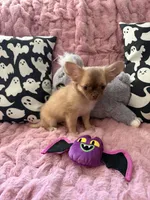 Daisy, a female Chihuahua for sale in Norwich, CT – 7 of 8
