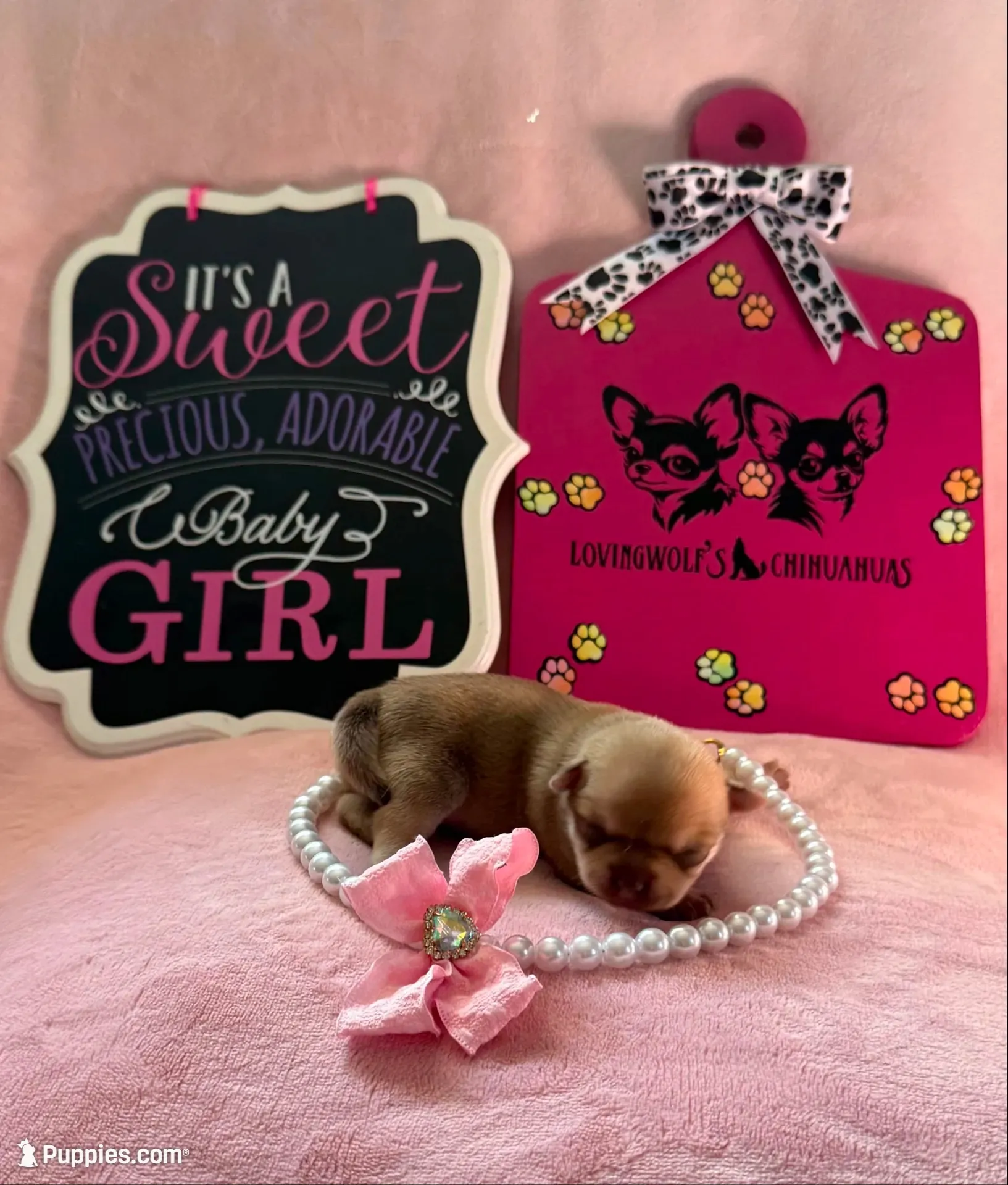AKC CHAMPION BLOODLINES STAR, a female Chihuahua for sale in Norwich, CT – 2 of 10