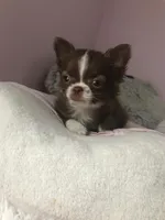 AKC Champion Bloodlines Coming, a  Chihuahua for sale in Norwich, CT – 4 of 9